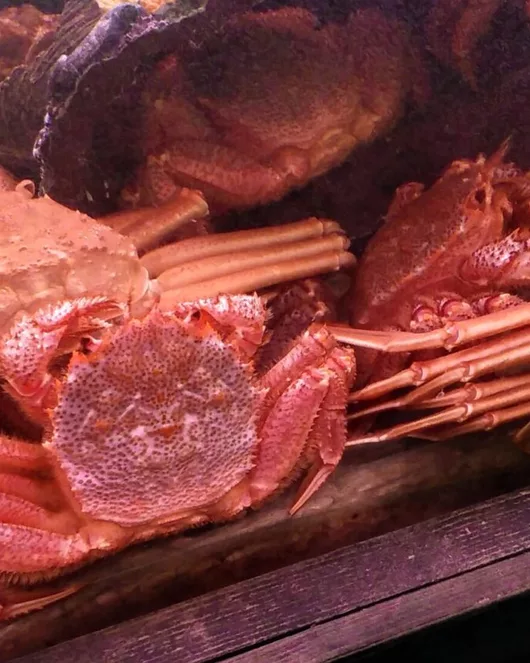 Fresh Seafood Delicacy Course
